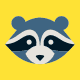 raccoon