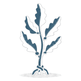 flora