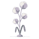 flora