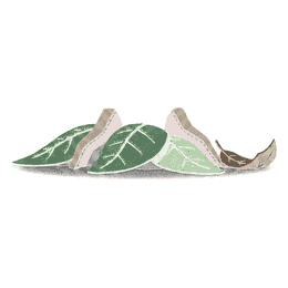 groundcover