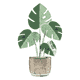 flora