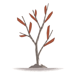 flora