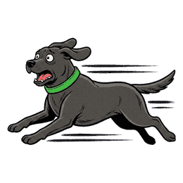 ella-dash