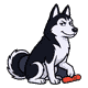 Mya the Siberian husky sitting side-on, mischievous and aloof, one paw resting on a red laser pointer pen, tail curled
