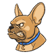 Gizmo head and shoulders side-on, lips curled back in a low growl with teeth showing, eyes hard and locked forward