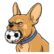 Gizmo with a soccer ball gripped in his jaws, head and shoulders side-on, the clean ball clamped between his upper and lower teeth, lips pulled back around it, eyes narrowed in effort