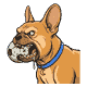 Gizmo with a scuffed soccer ball gripped in his jaws, growling around it, grass stains and tooth dents on the ball, brow furrowed, a thread of drool