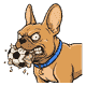 Gizmo with a shredded soccer ball gripped in his jaws, half its panels gone and stuffing hanging out, eyes wide and bloodshot, drool flying